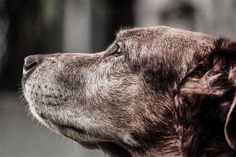How Can I Make Life Easier For My Seniorgeriatric Pet Petsforever