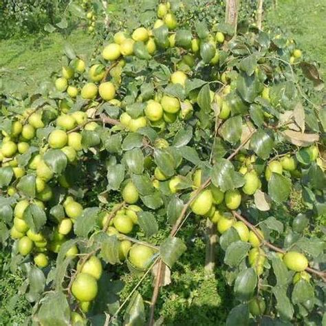 Indian Green Apple Ber Plants At Rs 20piece In Baduria Id 12491530962