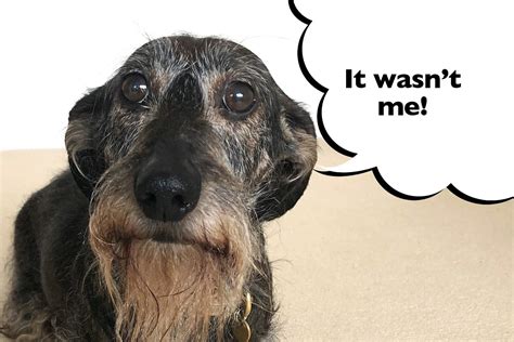 10 Dachshund Faces That Every Owner Will Know I Love Dachshunds