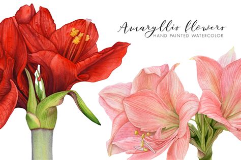 Watercolor Amaryllis Flowers On Behance