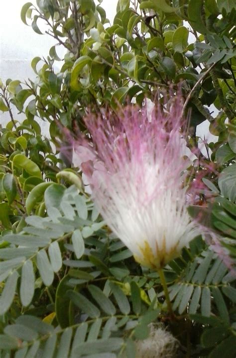 Adapts well to pleaching and bonsai. Bonsai Beginnings: Tropical Mimosa: Calliandra surinamensis