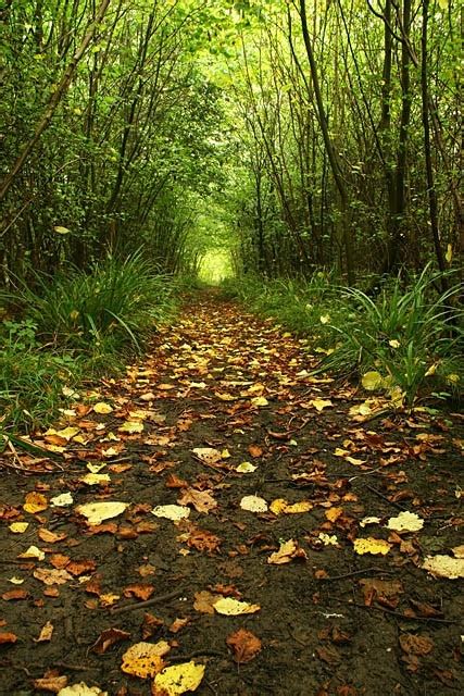 Forest Path Wallpaper Kolpaper Awesome Free Hd Wallpapers