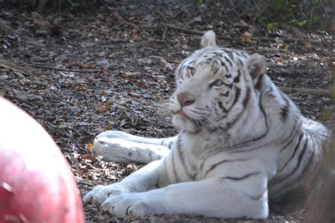 Saber Tiger Carolina Tiger Rescue