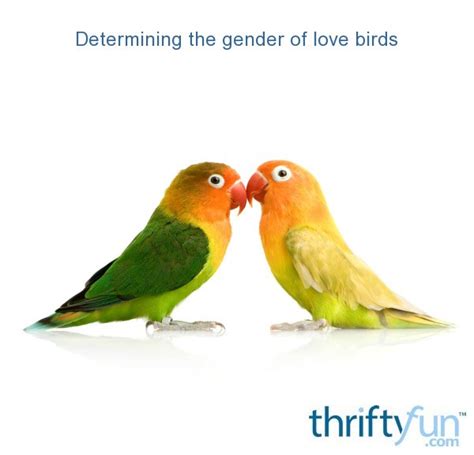Determining The Gender Of Lovebirds Thriftyfun
