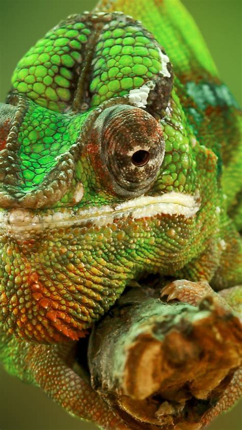 wallpaper chameleon color change lizard veiled chameleon panther chameleon jacksons