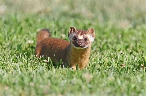 Long Tailed Weasel Mustela Frenata Sonoma County Califo Flickr