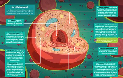 Funciones De Los Componentes De La Celula Animal Consejos Celulares