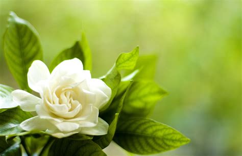 Gardenia Flower Wallpapers Wallpaper Cave