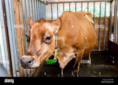 Cannulated Cow Hi Res Stock Photography And Images Alamy