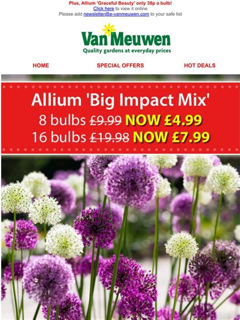 Van Meuwen Big Impact Alliums Only 4 99 A Pack Milled
