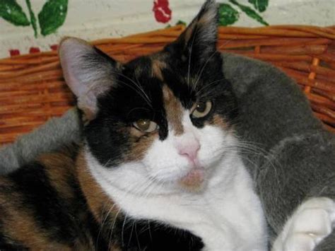 Calico Callie Extra Large Adult Female Cat For Sale In Arnold