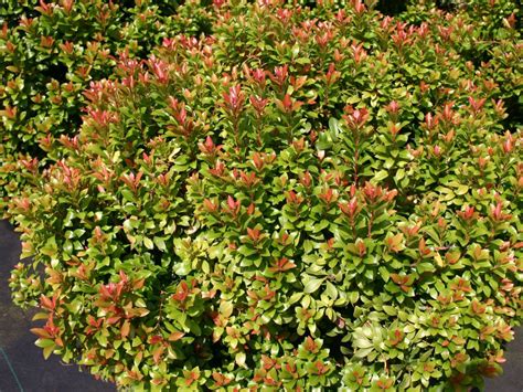 Check spelling or type a new query. Schattenglöckchen 'Little Heath Green' - Pieris japonica ...