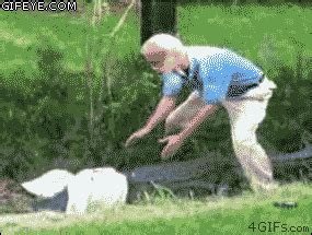 The alligator was the funnest of them all and we would dangle from the swing set as he would waddle by nipping at our toes. The Great American Disconnect-Political Comments: Watch ...