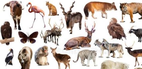 What Type Of Animal Are You? Take This Quiz! - ProProfs Quiz