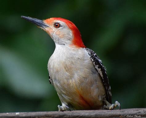 How To Identify A Red Bellied Woodpecker Birds And Blooms