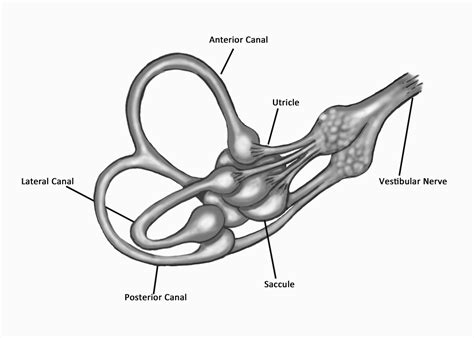 A Patients Guide To The Vestibular System Vestibular Disorders