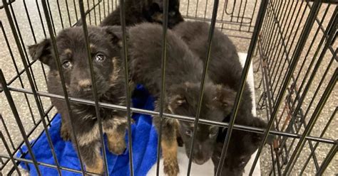 Puppies Abandoned On Roadside In Northern Ireland Days After Christmas