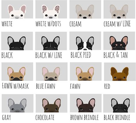 The eye rims, lips and nose are generally a reddish or gray pigmentation in dogs the exhibit the bluies coat color traits. French bulldog types colours | French bulldog names ...
