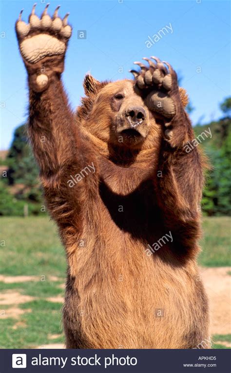 Download This Stock Image Kodiak Bear Aka Alaskan Grizzly Bear And