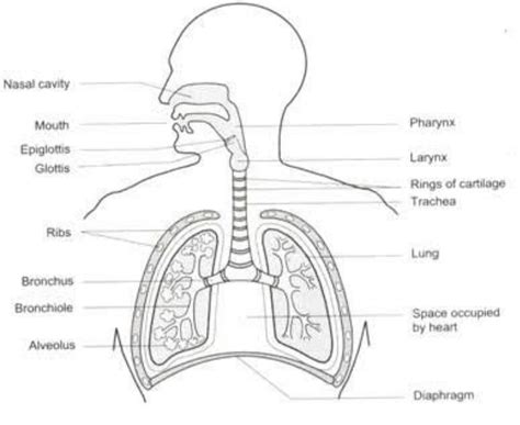 Draw A Diagram Of Respiratory System And Label The Following Parr My