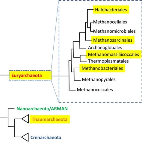 Pdf Archaea In And On The Human Body Health Implications And Future