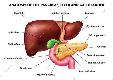 Realistic Pancreas Liver Gallbladder Anatomy Infographics With Colored Images Of Limbs With