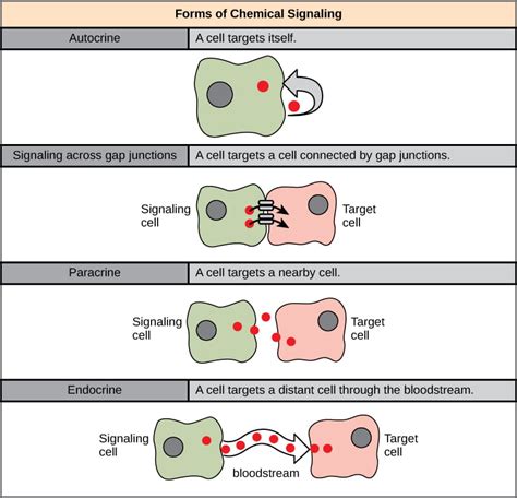 Principles Of Chemical Signaling And Communication By Microbes Organismal Biology