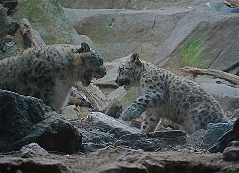 Nyc ♥ Nyc Snow Leopard Cub Makes His Debut To The Public At The Bronx Zoo
