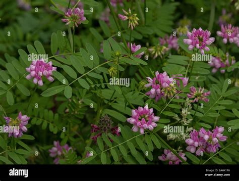Crown Vetch Securigera Varia In Flower Stock Photo Alamy