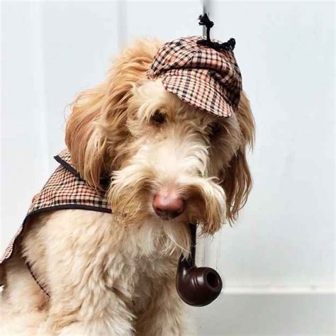 Sherlock Holmes Cute Dog Halloween Costumes Best Dog Costumes Animal