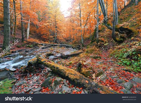 Autumn Stream Forest Asia Landscape Best Stock Photo 522826933