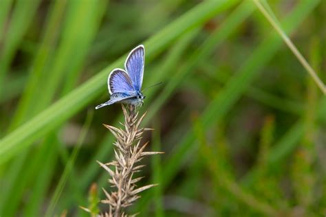 Silver Studded Blue Butterfly Photography Obsession