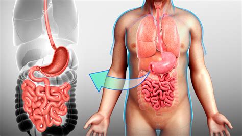 The Stomach And Its Role In Digestion Renew Bariatrics