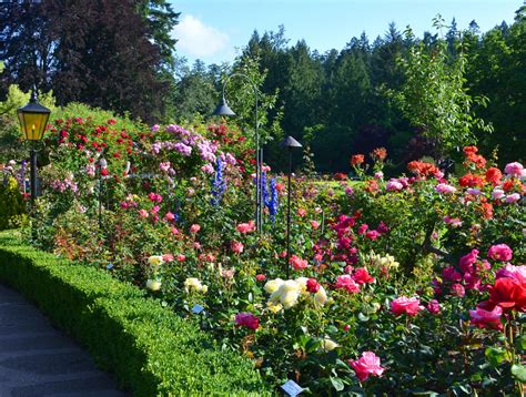 The Butchart Gardens - Victoria, Canada - Rose Garden