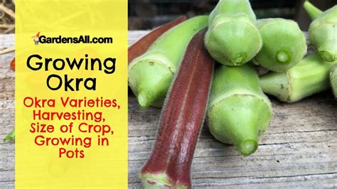 Growing Okra Okra Varieties Harvesting Size Of Crop Growing In Pots
