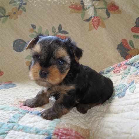 What Do 4 Week Old Yorkie Puppies Eat