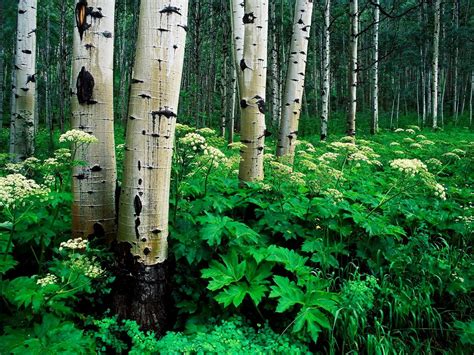 Woud Oudgroeiend Bos Natuur Achtergrond Afbeelding 🔥 Gratis Top