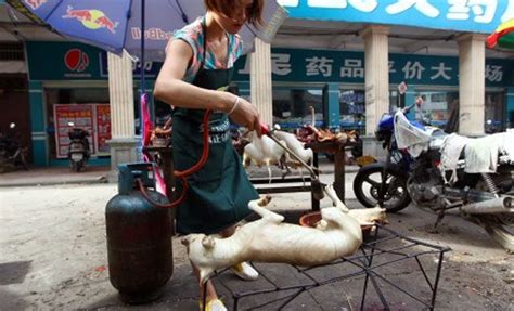 Chinese Woman Pays To Rescue 100 Dogs From Meat Festival Report