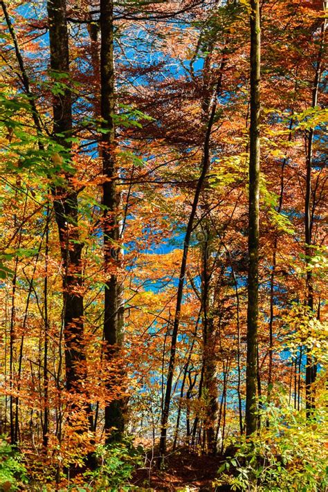 Autumn Forest In Germany Stock Image Image Of Color