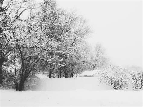 グレースケール写真で雪のある木、 雪、 冬、 木、 自然、 寒さ 温度、 黒と白、 屋外、 季節、 風景、 白、 氷、 霜、 雪が降る、 吹雪