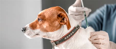 Прививки щенкам схема вакцинации с 1 месяца до года Royal Canin