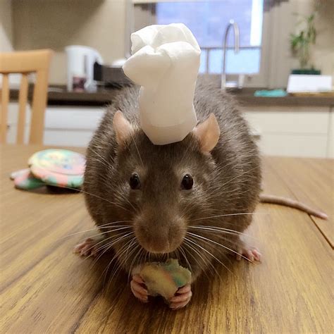 My Pet Rat Tate Helping Me Bake Cookies In His Chef Hat 🐀 Cute Rats