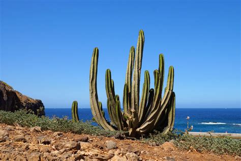 15 Very Best Things To Do In Tenerife Spain Endless Travel Destinations