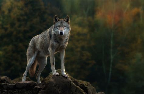 Wild Wolf Wallpapers Wallpaper Cave