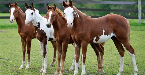 American Paint Horse Foals For Sale Beautiful Babies Stable Express