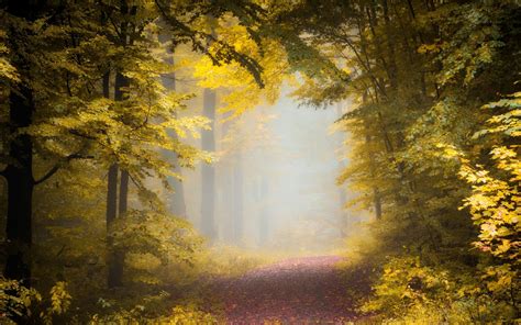Nature Landscape Fall Path Forest Mist Morning Trees Leaves Sunlight Wallpapers Hd