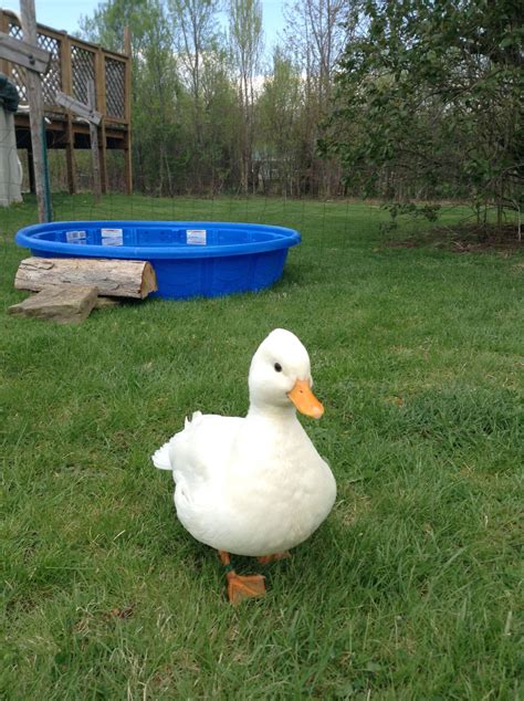 Interested in raising a pet duck or ten for your backyard, but don't know which breeds to choose? Duck Breed Focus - Call Ducks | BackYard Chickens