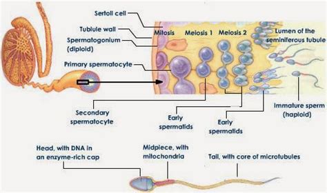 Ciencias De Joseleg Objetivo Y Fases De La Espermatogénesis