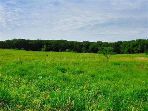 Green Field And Blue Sky Vibrant Green Prairie Meadow Field Stock