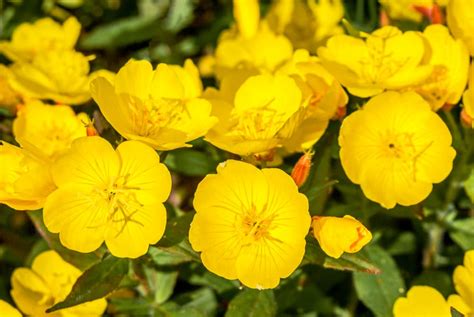 14 Yellow Flowering Perennials For Gardens Uk